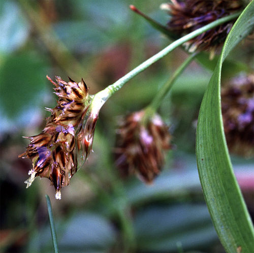 Luzula comosa